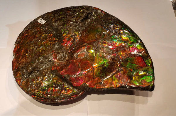 Ammonite Large Art Piece with Amazing Edges Pn: E1418 %product from Empire Ammolite