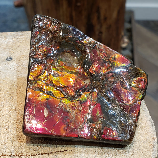 Ammonite Art Piece 60x60mm PN: E150-E22 %product from Empire Ammolite