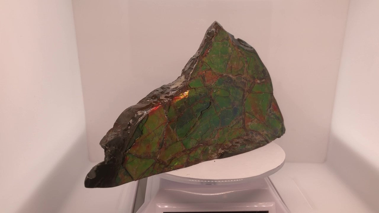 Ammonite Fossil that is 80x140mm Pn: E150-J %product from Empire Ammolite