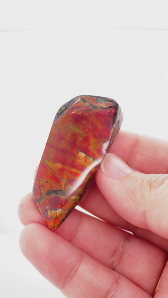 Ammonite Art Piece 50x25mm Video PN E170-45 