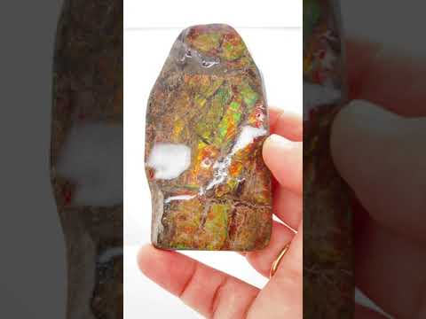 Ammonite Art Piece 85x45mm Video PN E170-52 