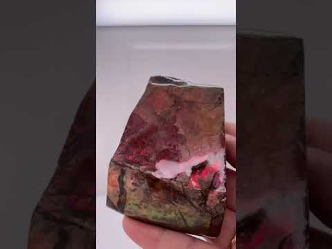 Ammonite Art Piece 50x66mm Video PN E170-40 