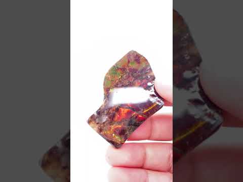 Ammonite Art Piece 38x52mm Video PN E170-33 