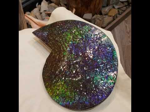Spectacular Feng Shui Canadian Ammonite Fossil Video