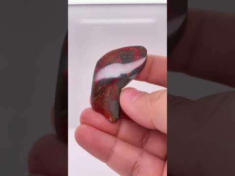 Ammonite Art Piece 43x22mm Video PN E170-71