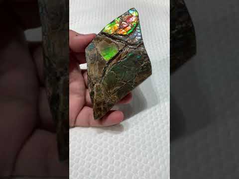 Ammonite Art Piece Video 60X100mm PN: E137A