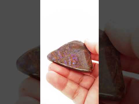 Ammonite Art Piece 45x51mm Video PN E170-36 